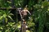 M�s que un simple remake: esto es todo lo que Ubisoft ha ampliado en Assassin's Creed Black Flag