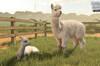 Farming Simulator 25 anuncia Beans & Alpacas, su nueva expansi�n con una regi�n sudamericana, caf� y alpacas