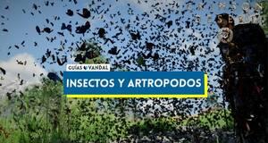 Gu�a Todos los insectos y artr�podos de Crimson Desert y localizaci�n