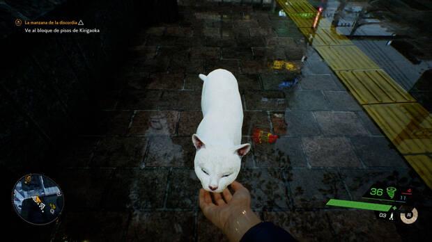Es complicado no detenerse a acariciar a cada perro y gato que encontramos.