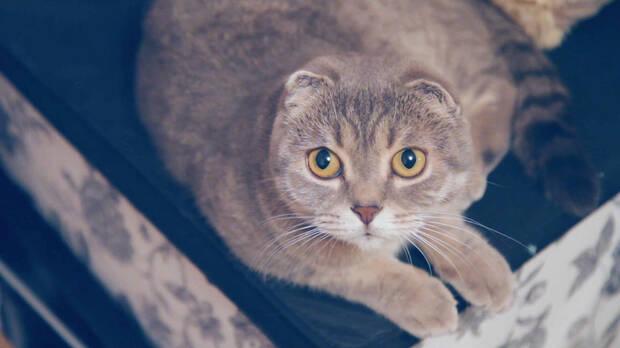 Ver un vídeo del gato es lo más interesante de Make it indie!
